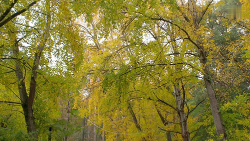 可持续的花卉艺术