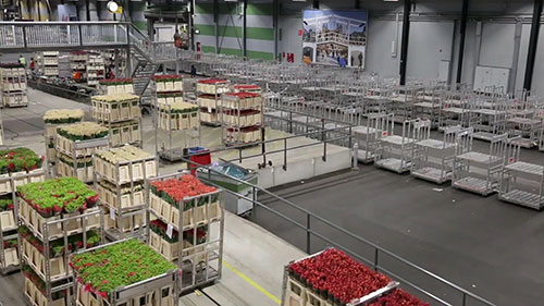 爱士曼鲜花拍卖市场