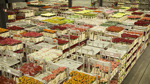 阿斯米尔鲜花拍卖市场