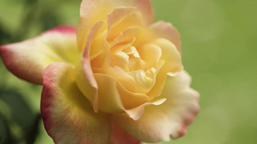 澳洲最大的玫瑰花圃