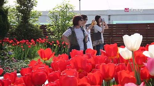 “不会凋谢”的玫瑰花