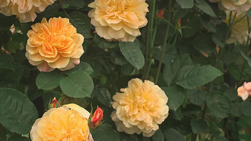 攀爬玫瑰的种植