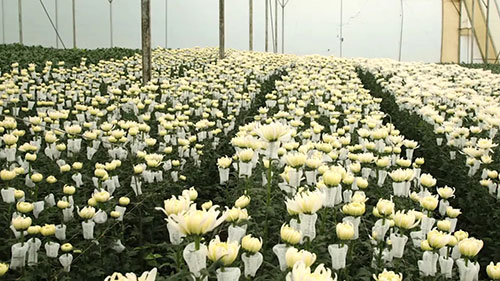 肯尼亚的花卉世界