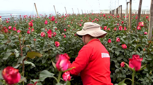 哥伦比亚的玫瑰出口