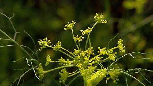 种植可食用鲜花的农场