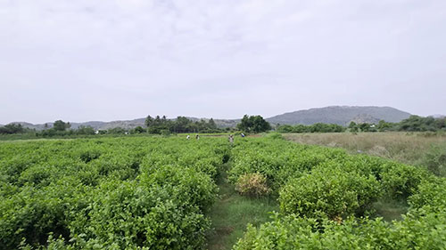 茉莉花油的生产