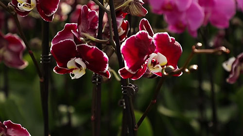 温室中培育兰花