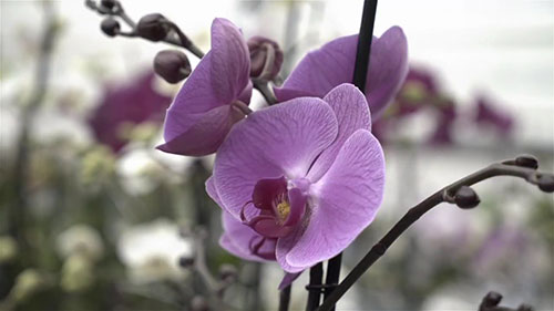 “兰中之王”蝴蝶兰