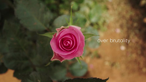 在肯尼亚山区种植高山玫瑰