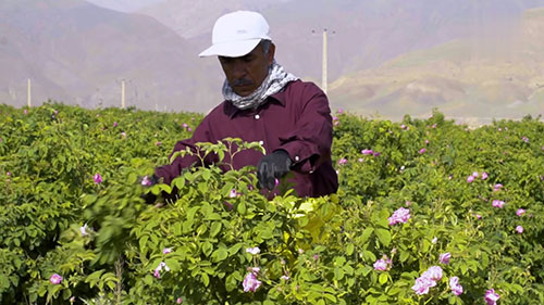 玫瑰种植和玫瑰水制作