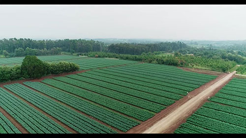 肯尼亚山区的花卉业务