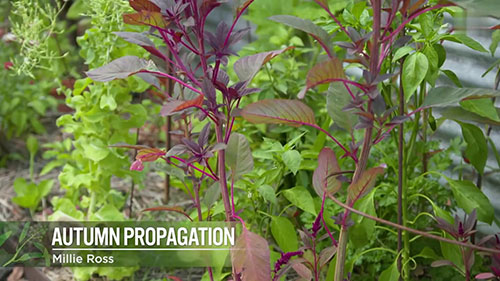 秋季的扦插操作