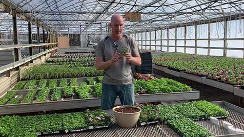 温室和园艺项目