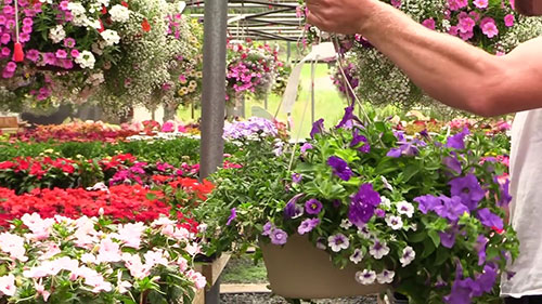 如何保养鲜花吊篮