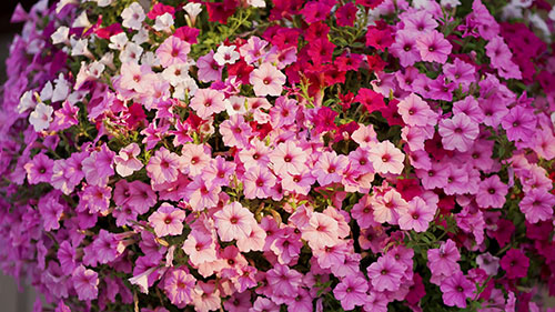 鲜花挂篮的制作和保养