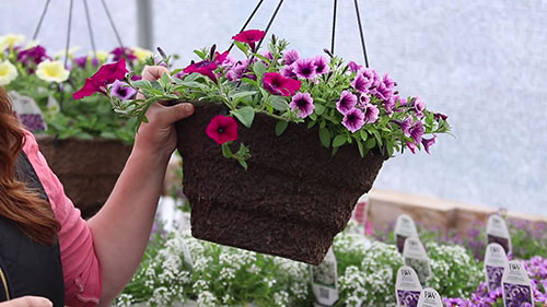 学习鲜花吊篮制作 1