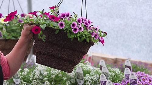 学习鲜花吊篮制作 3