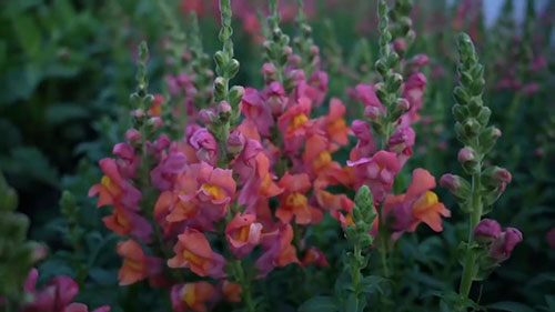 7000平方英尺的花卉农场