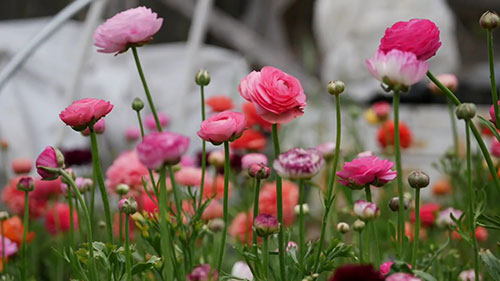 给园艺初学者的建议