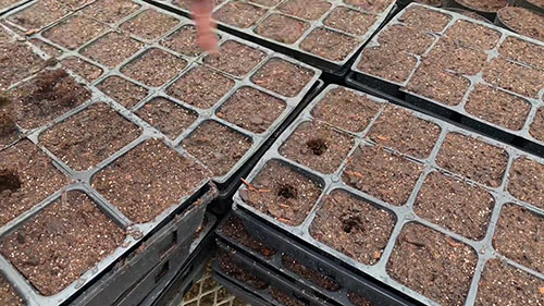 如何将花卉移植到花盆