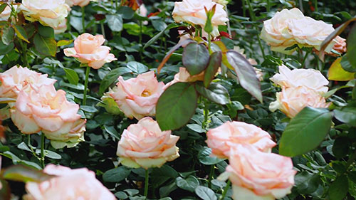 了解切花的知识