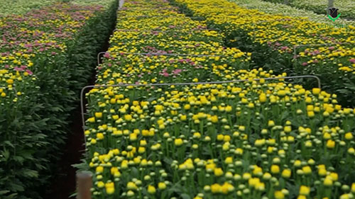 如何供应新鲜的切花