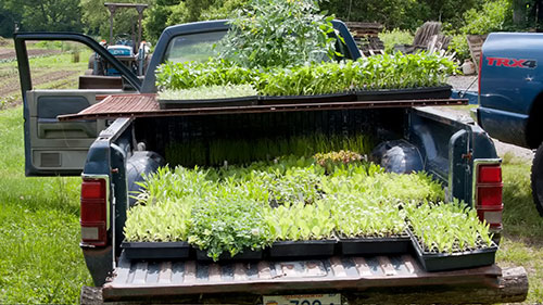 10个低成本的苗圃技巧