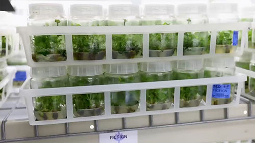 神奇的组织培养苗方法