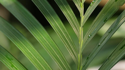 保持园艺植物的根系健康