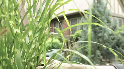 选择你的观赏草 2