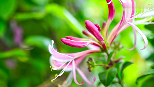 攀缘植物的种植