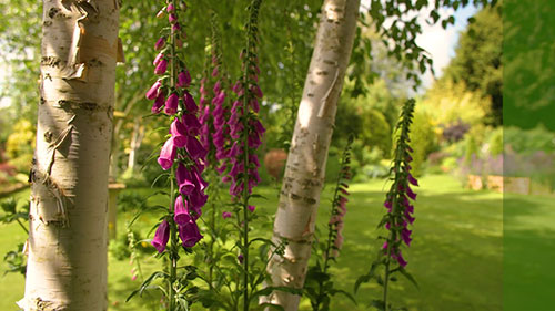 喜阴植物的种植