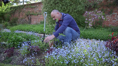 灌木的修剪方法