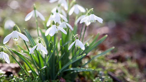 如何制定植物销售价格