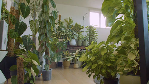 室内植物的设计技巧