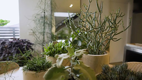 如何种植室内植物