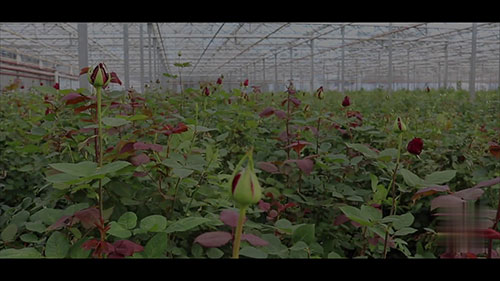 种植最好的新西兰玫瑰