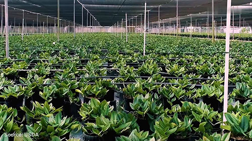 植物销售和供应