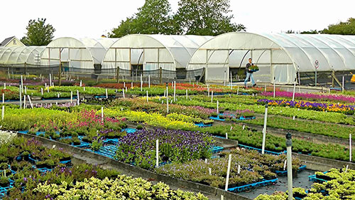 供应花园植物的苗圃