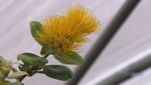 夏威夷本土植物苗圃