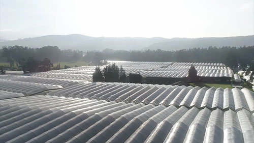 世界上最优质的玫瑰