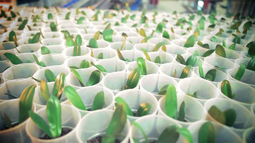 兰花自动化种植