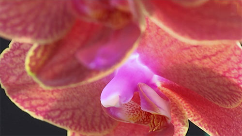 成功种植兰花的秘诀