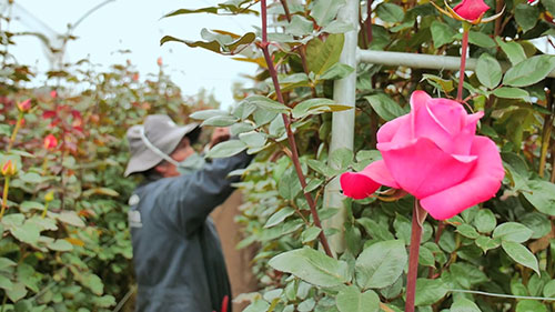 种植最完美的玫瑰