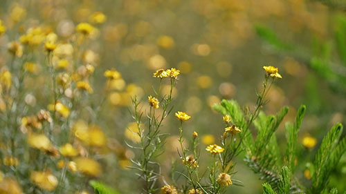种植优质的新鲜切花