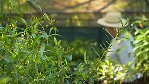 选择适宜的澳洲本土植物