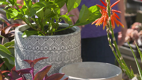 选择完美的花盆