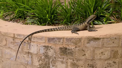 适合阴凉处植物