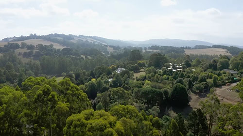 适合山间花园的植物
