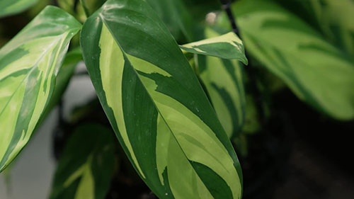 室内植物的常见问题